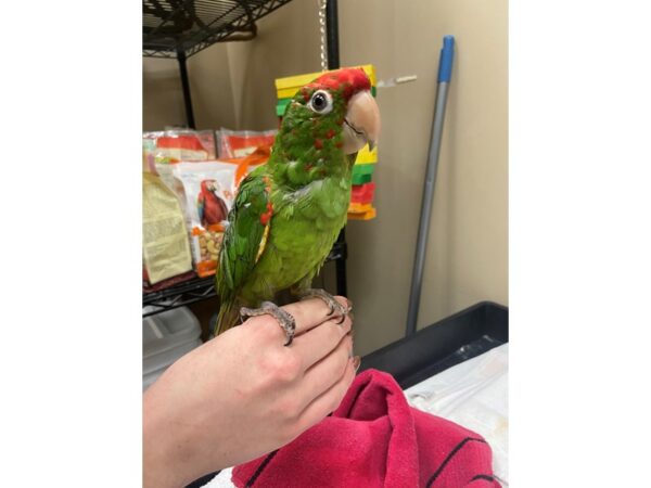 Cherry Headed Conure BIRD 3234 Petland Norwin, PA