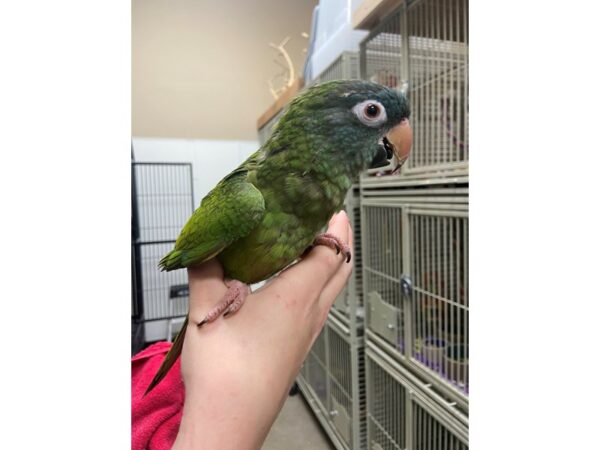 Blue Crowned Conure BIRD 3232 Petland Norwin, PA