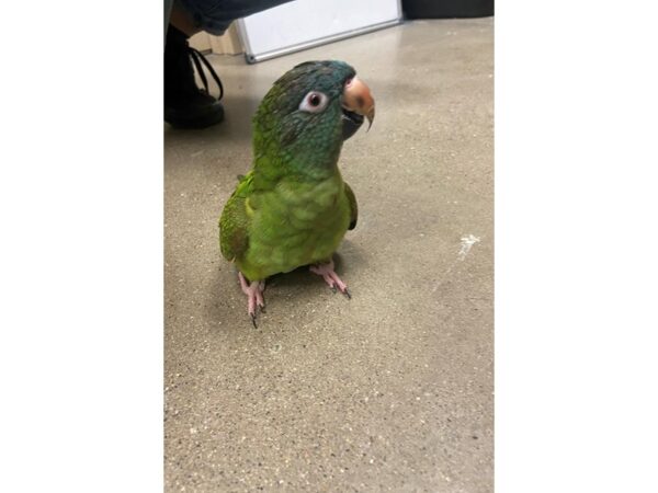 Blue Crowned Conure BIRD 3231 Petland Norwin, PA