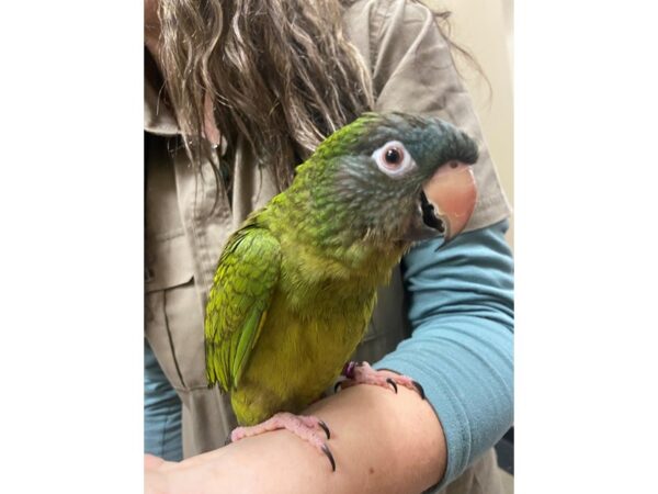 Blue Crowned Conure BIRD 3233 Petland Norwin, PA