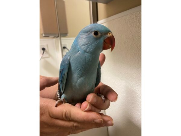 Blue Indian Ringneck-BIRD---3237-Petland Norwin, PA