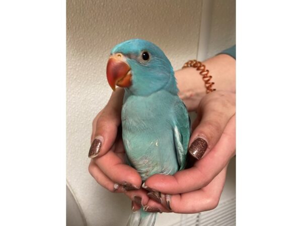 Blue Indian Ringneck BIRD 3239 Petland Norwin, PA