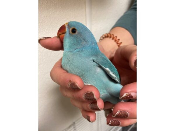 Blue Indian Ringneck-BIRD---3238-Petland Norwin, PA