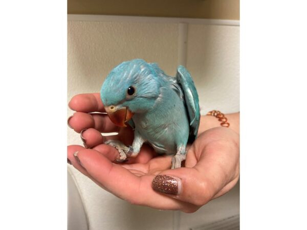 Blue Indian Ringneck-BIRD---3240-Petland Norwin, PA