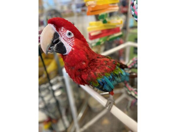 Green Wing Macaw BIRD 3188 Petland Norwin, PA