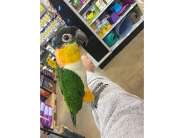 Black Headed Caique BIRD Male 3230 Petland Norwin, PA