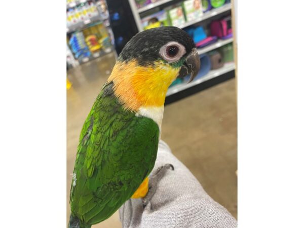 Black Headed Caique BIRD Female 3229 Petland Norwin, PA