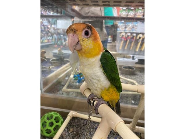 White Belly Caique BIRD Female 3226 Petland Norwin, PA