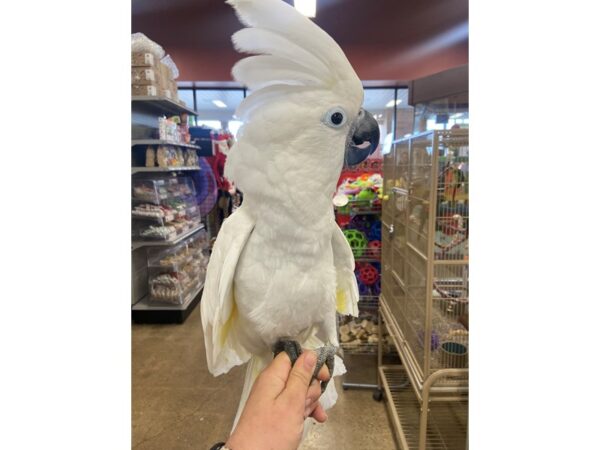 Umbrella Cockatoo-BIRD---3195-Petland Norwin, PA