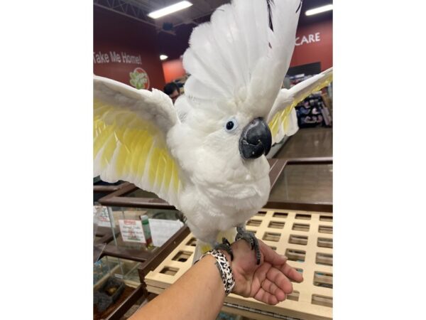 Umbrella Cockatoo BIRD 3194 Petland Norwin, PA