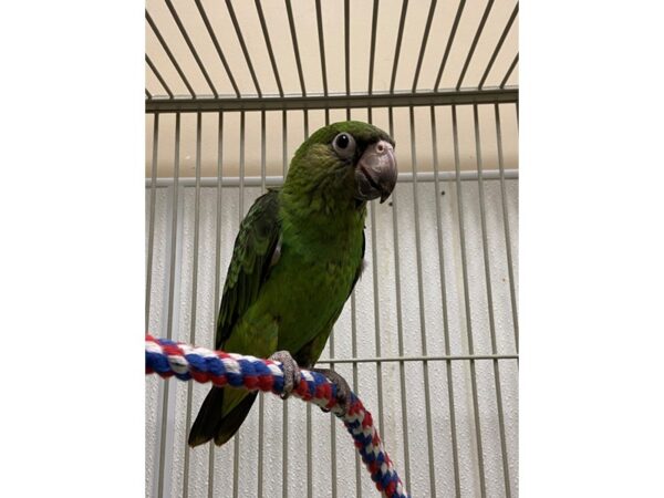 Jardine Parrot-BIRD---3307-Petland Norwin, PA