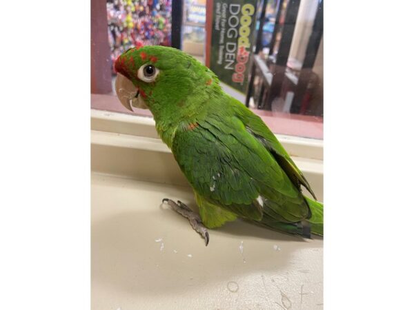 Cherry Headed Conure BIRD 3308 Petland Norwin, PA