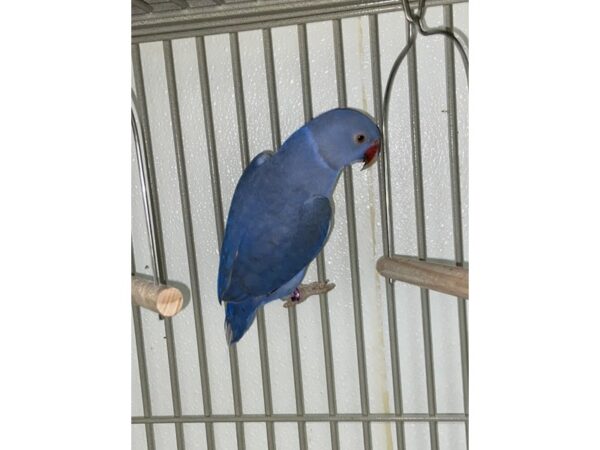 Violet Indian Ringneck BIRD Male 3173 Petland Norwin, PA