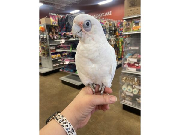 Bare-eyed Cockatoo-BIRD---3123-Petland Norwin, PA