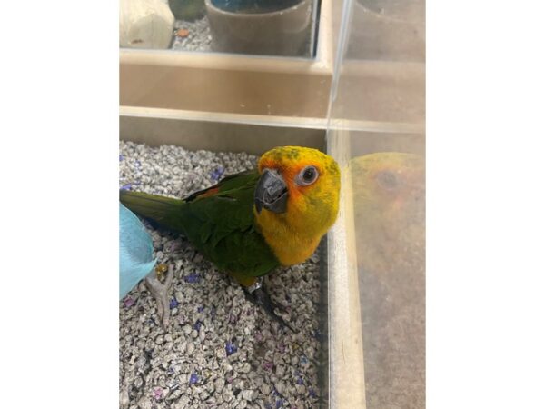 Jenday Conures-BIRD---3235-Petland Norwin, PA