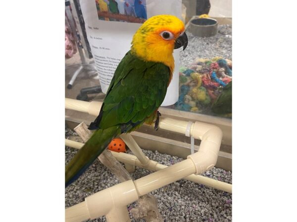 Jenday Conures-BIRD---3236-Petland Norwin, PA