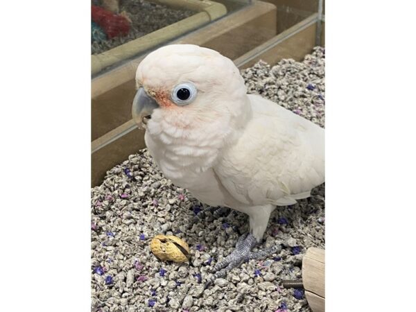 Goffin Cockatoo BIRD 3221 Petland Norwin, PA