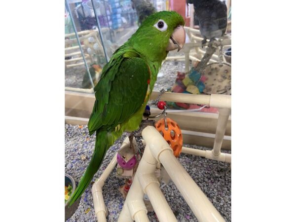 White Eye Conure BIRD 3168 Petland Norwin, PA