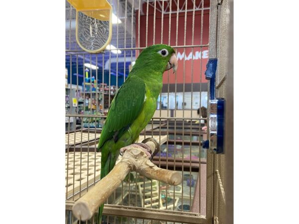 south western green conure-BIRD---3208-Petland Norwin, PA