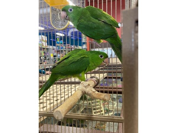 south western green conure BIRD 3207 Petland Norwin, PA