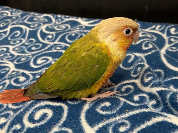 Pineapple Greencheek Conure BIRD 3319 Petland Norwin, PA