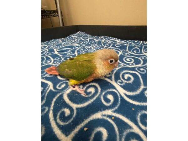 Pineapple Greencheek Conure BIRD 3318 Petland Norwin, PA