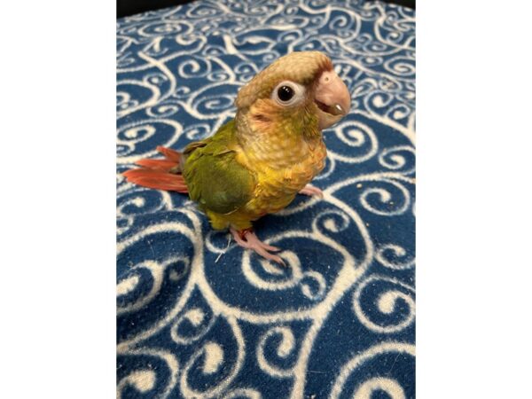 Pineapple Greencheek Conure-BIRD---3320-Petland Norwin, PA