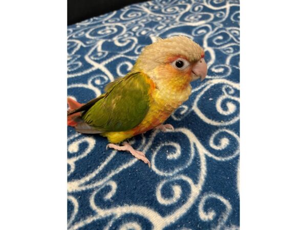 Pineapple Greencheek Conure-BIRD---3316-Petland Norwin, PA