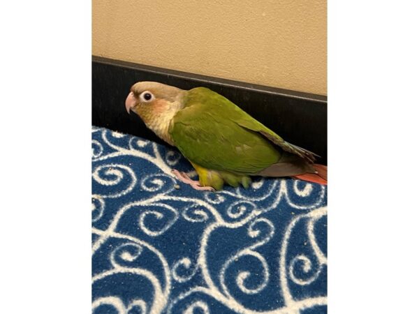 Pineapple Greencheek Conure-BIRD---3321-Petland Norwin, PA