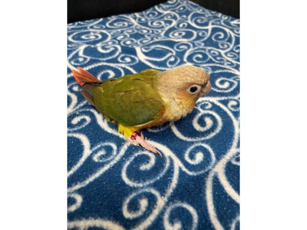 Pineapple Greencheek Conure-BIRD---3317-Petland Norwin, PA