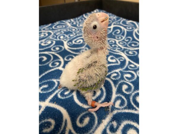 Pineapple Greencheek Conure-BIRD---3314-Petland Norwin, PA