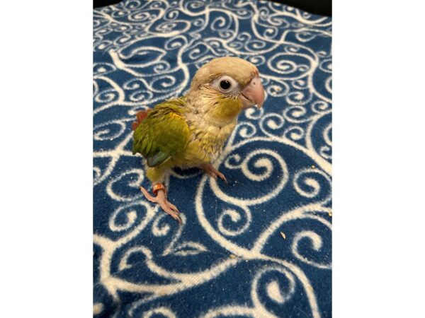 Cinnamon Green Cheek Conure-BIRD---3324-Petland Norwin, PA