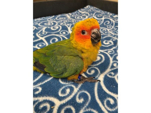 Sun Conure-BIRD---3326-Petland Norwin, PA