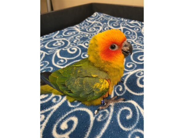 Sun Conure-BIRD---3328-Petland Norwin, PA