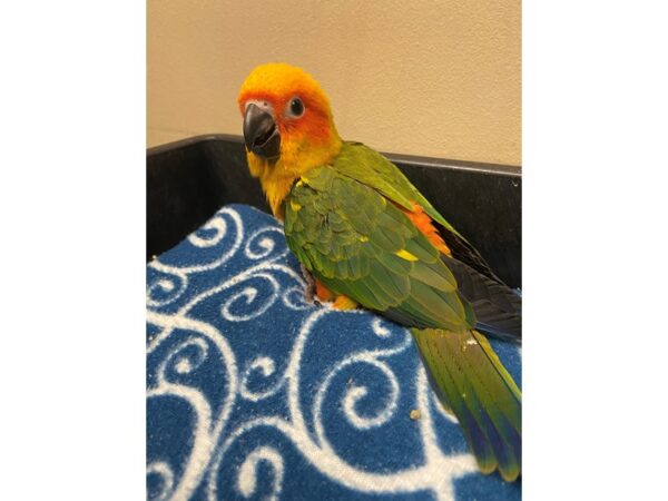 Sun Conure BIRD 3327 Petland Norwin, PA