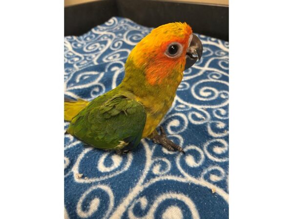 Sun Conure BIRD 3329 Petland Norwin, PA