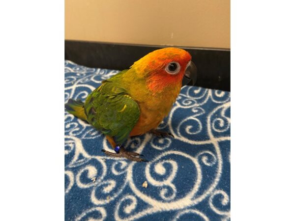 Sun Conure-BIRD---3325-Petland Norwin, PA