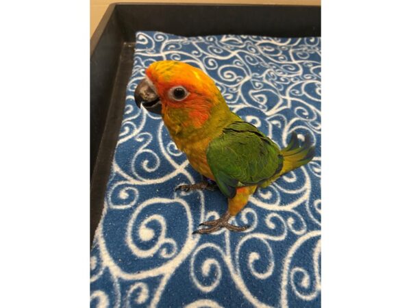 Sun Conure-BIRD---3330-Petland Norwin, PA