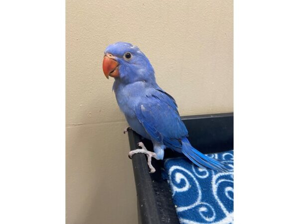 Violet Indian Ringneck-BIRD---3309-Petland Norwin, PA