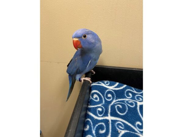 Violet Indian Ringneck BIRD 3310 Petland Norwin, PA