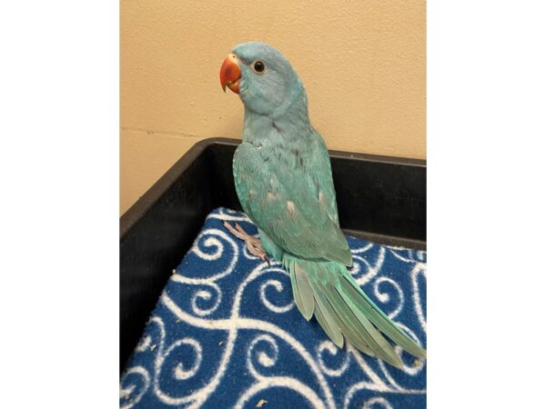 Blue Indian Ringneck BIRD 3312 Petland Norwin, PA