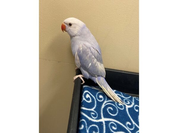 Violet Lacewing Indian Ringneck-BIRD---3311-Petland Norwin, PA