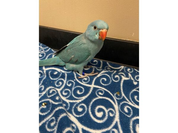 Blue Indian Ringneck-BIRD---3313-Petland Norwin, PA