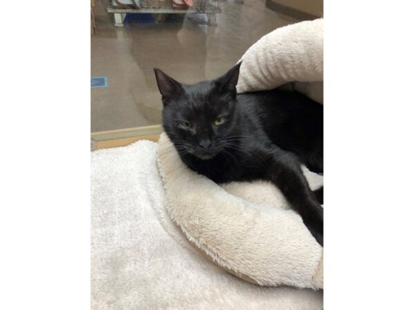 Domestic Short Hair CAT Male Black 3345 Petland Norwin, PA