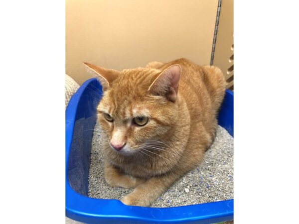 Domestic Short Hair CAT Male Orange Tabby 3344 Petland Norwin, PA