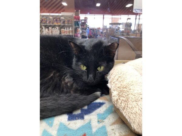 Domestic Short Hair CAT Male Black 3334 Petland Norwin, PA