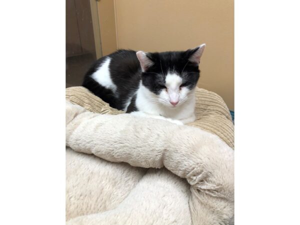 Domestic Short Hair CAT Female Black and White 3340 Petland Norwin, PA