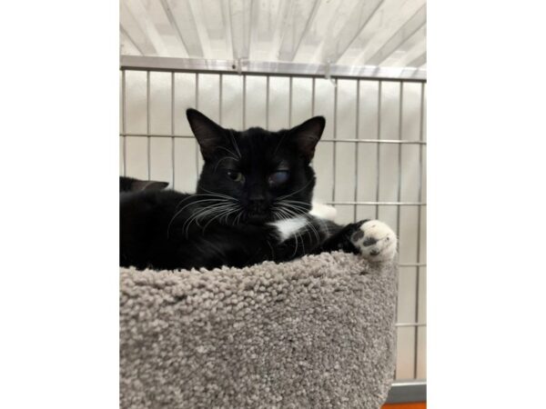 Domestic Short Hair CAT Male Black 3338 Petland Norwin, PA