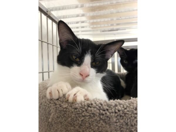 Domestic Short Hair-CAT-Male-Black-3339-Petland Norwin, PA