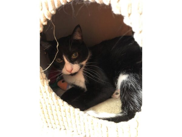 Domestic Short Hair CAT Female Black and White 3337 Petland Norwin, PA